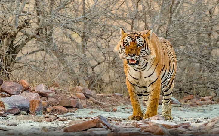 Ranthambore Fort