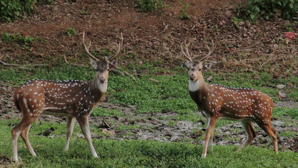 Sanjay Gandhi National Park