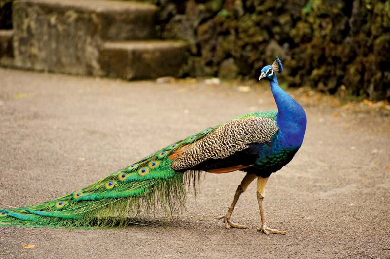 Maharaj Bagh Zoo