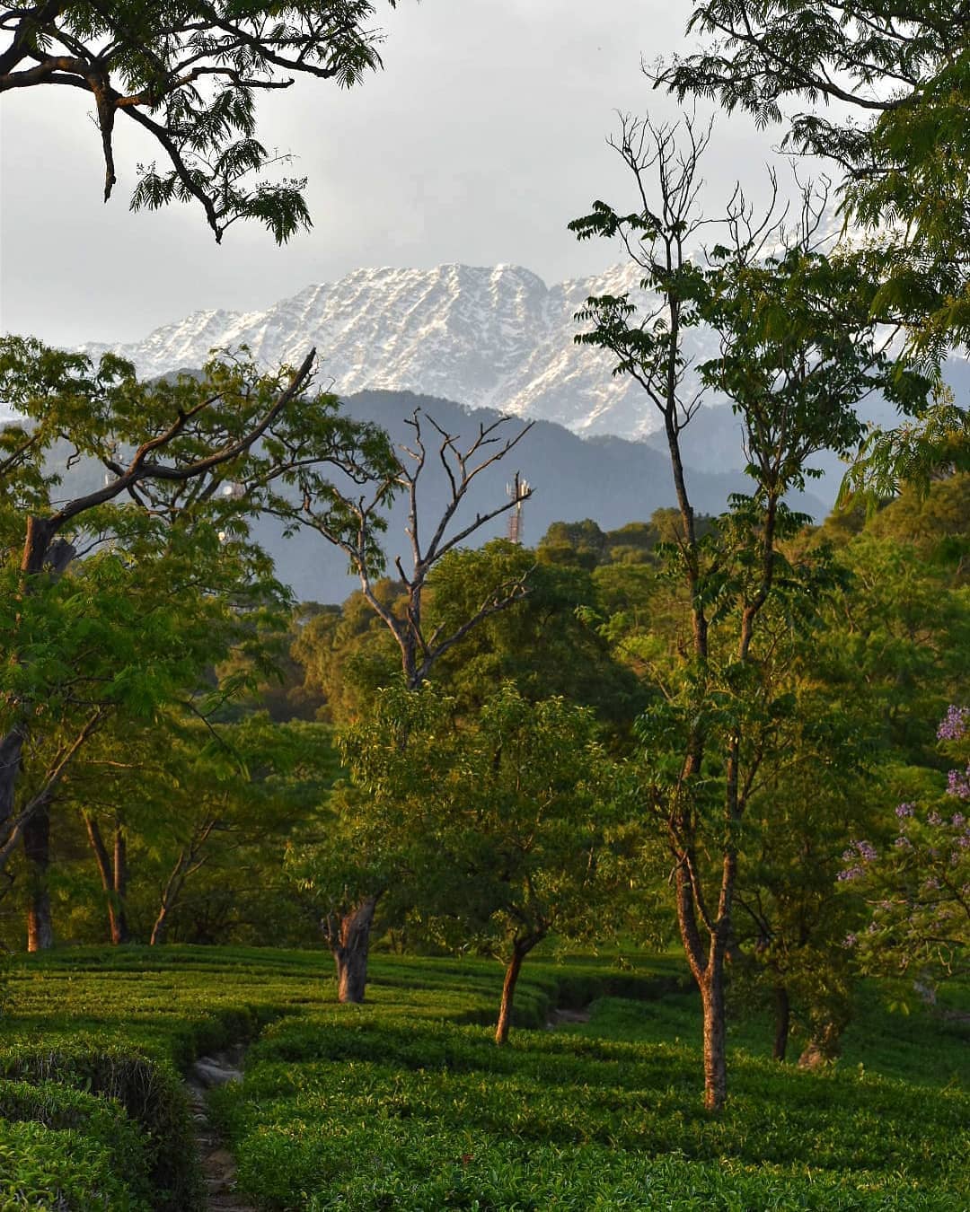 Tea Garden Narghota