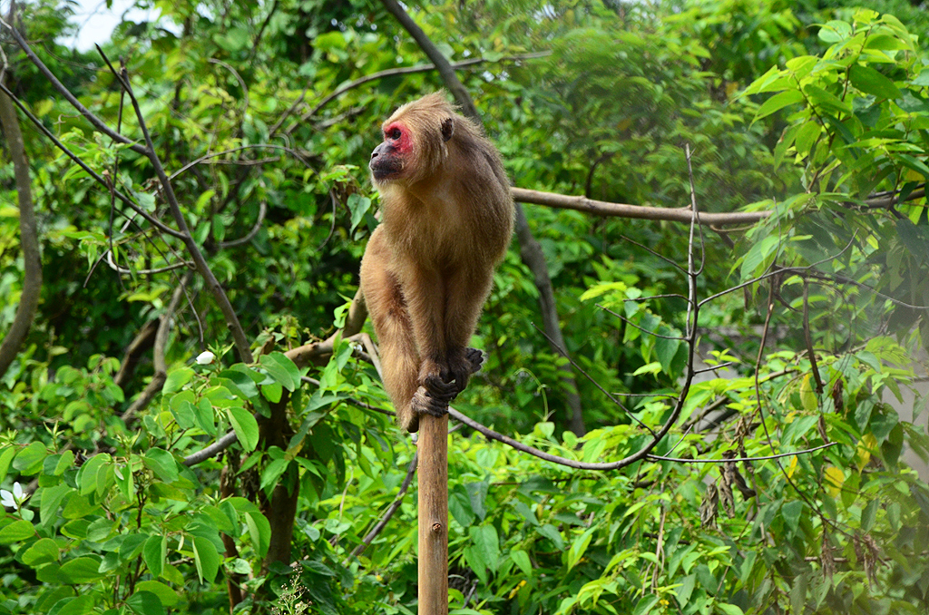 Kohima Zoo