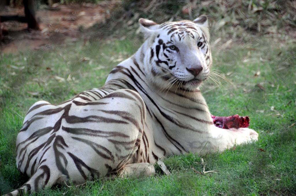 kohima zoo nagaland connecting traveller