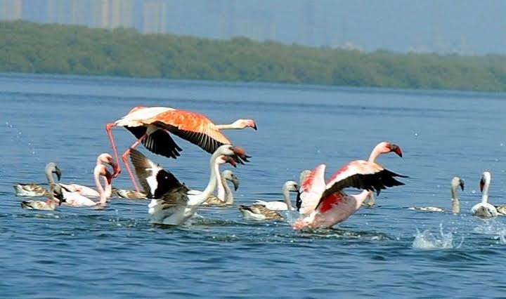 Thane Creek Flamingo Sanctuary - Mumbai - Connecting Traveller