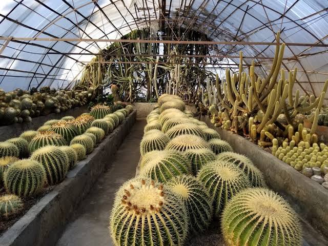 Cactus Nursery