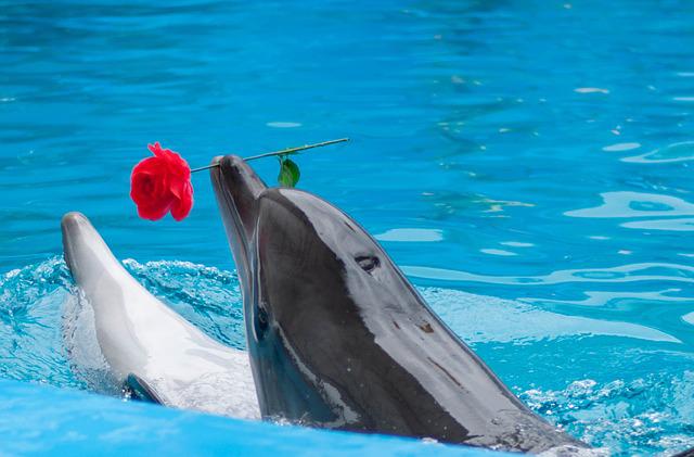 Istanbul Dolphinarium