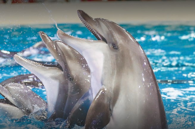 Dubai Dolphinarium