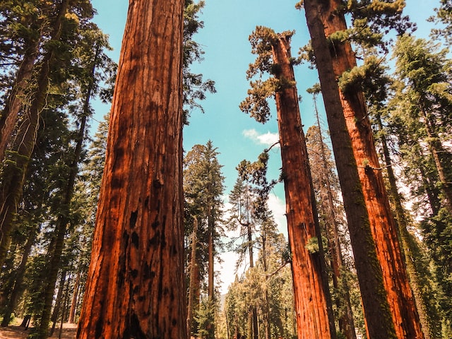 Sequoia National Park