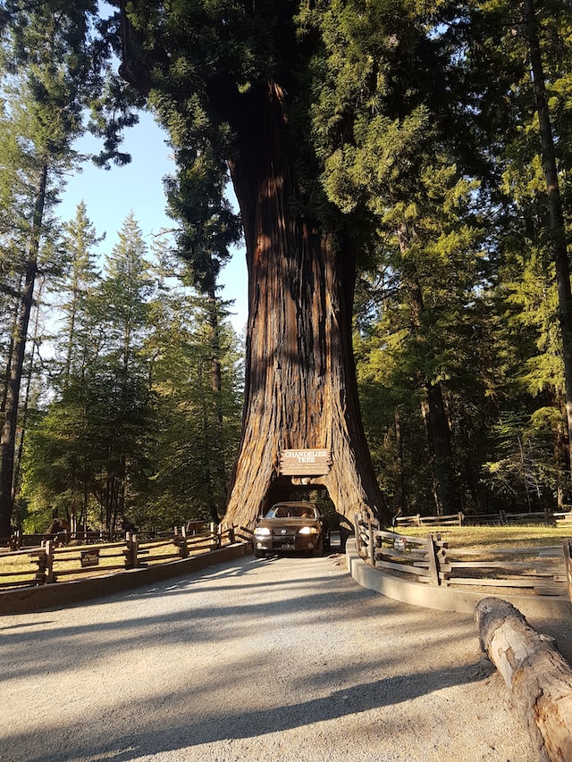 Redwood National and State Parks