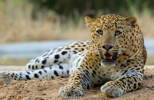 Jhalana Leopard Safari